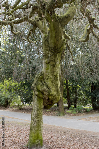 Baum