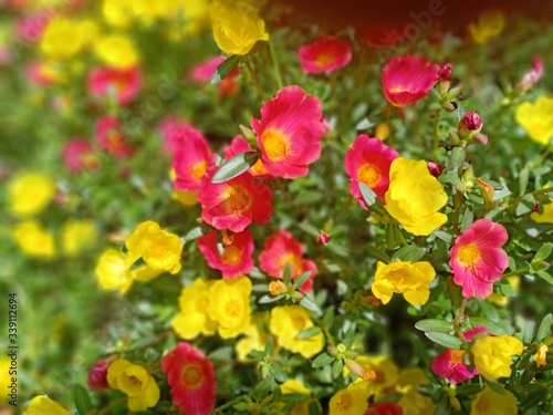 yellow and red flower petals that grow in front of the house