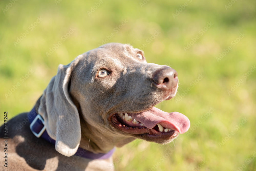 A weimaraner dog in the forest.