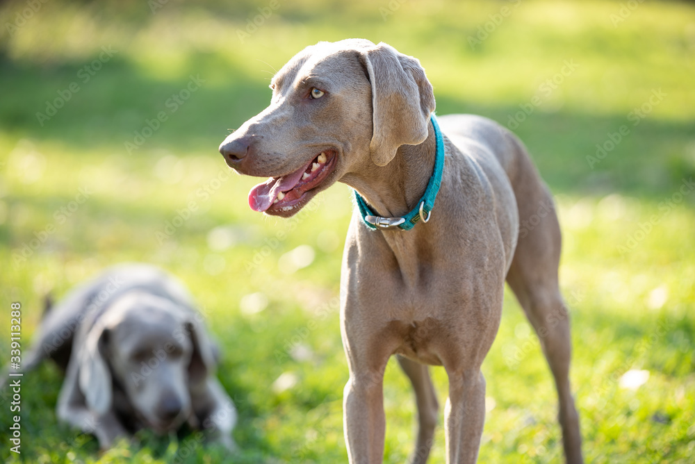 Two weimaraner dogs in the forest.