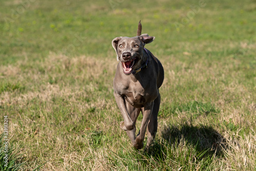 A weimaraner dog running in the wild.