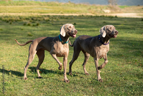 Two weimaraner dogs in the forest.