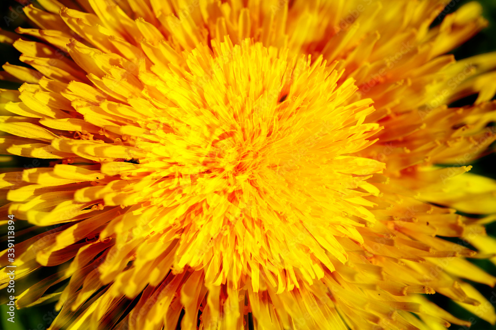 Löwenzahnblüte abstrakt , Makroaufnahme, Deutschland, Europa Löwenzahnblüte abstrakt , Makroaufnahme, Deutschland, Europa