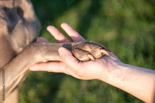 A weimaraner dog claw rests on its master's hand.