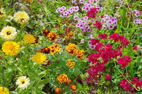 Flowerbed with various garden flowers in the summer garden
