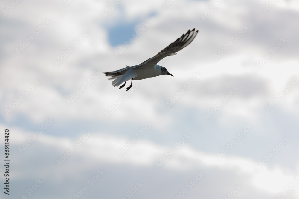 Obraz premium Seagull in flight against a blue sky, ascending with wings spread