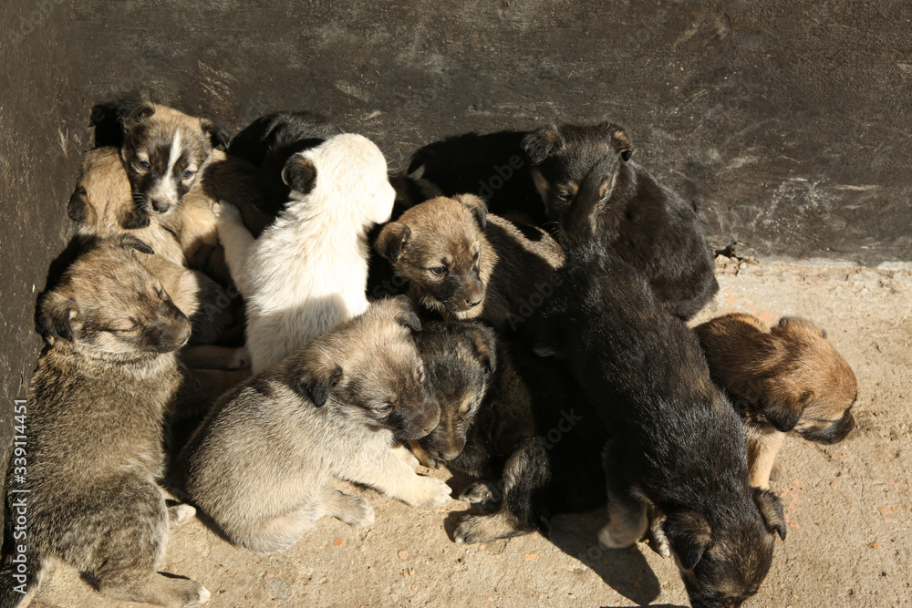Stray puppies outdoors on sunny day. Baby animals Stray puppies outdoors on sunny day. Baby animals