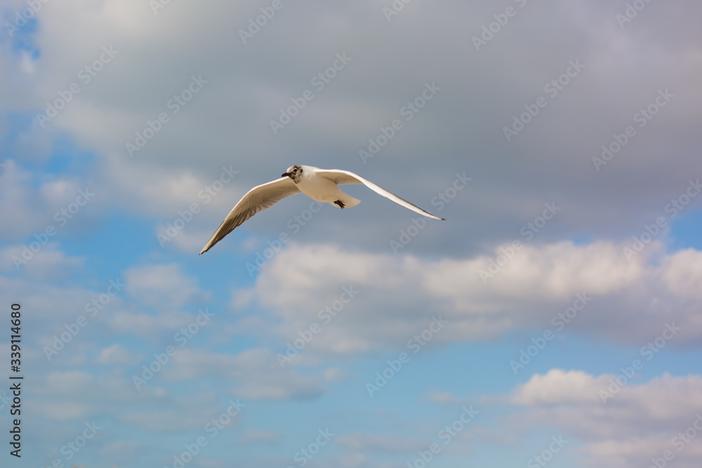 Seagull in flight against a blue sky, ascending with wings spread Seagull in flight against a blue sky, ascending with wings spread