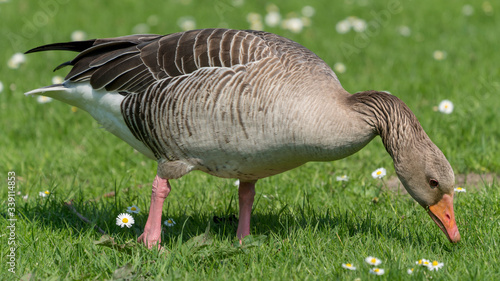 eating goose on the grass
