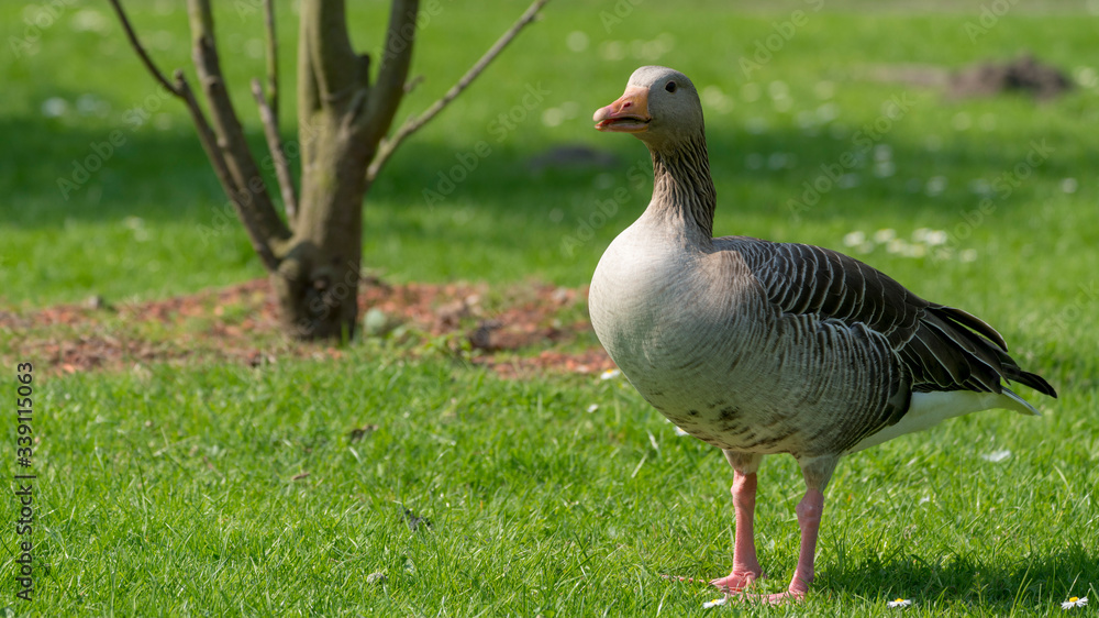 goose on the meadow goose on the meadow