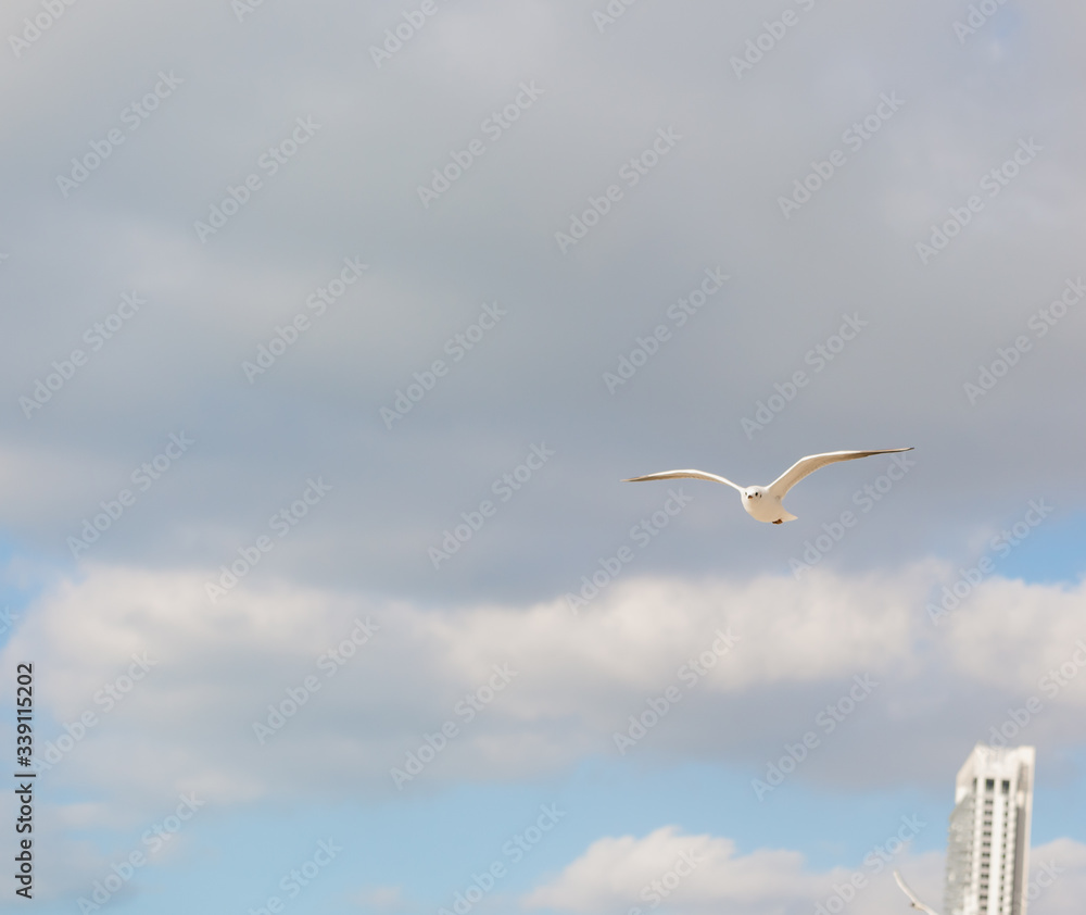 Seagull in flight against a blue sky, ascending with wings spread Seagull in flight against a blue sky, ascending with wings spread