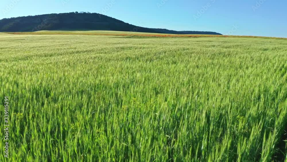 Meadow of wheat at day. Nature aerial composition. Meadow of wheat at day. Nature aerial composition.