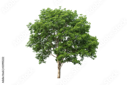 The tree looks beautiful  isolated on a white background.