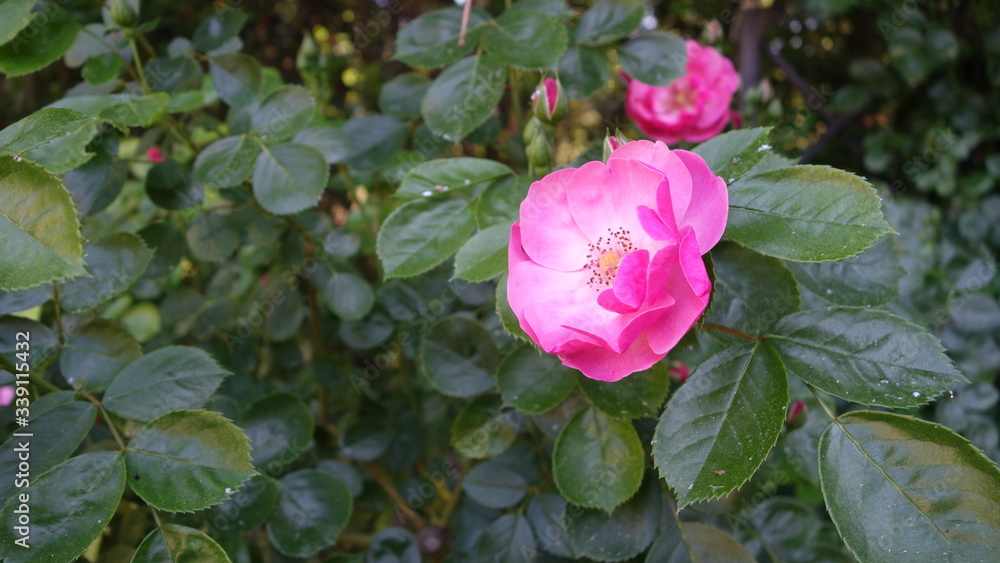 Pink flower on a Bush with green leaves Pink flower on a Bush with green leaves