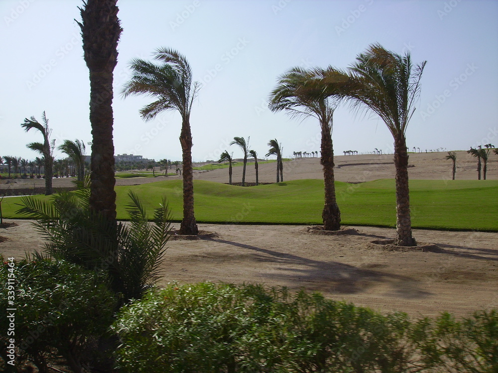 Obraz premium Palms in desert