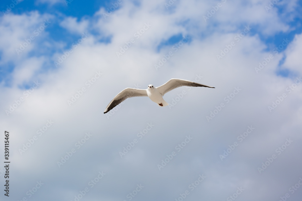 Fototapeta premium Seagull in flight against a blue sky, ascending with wings spread
