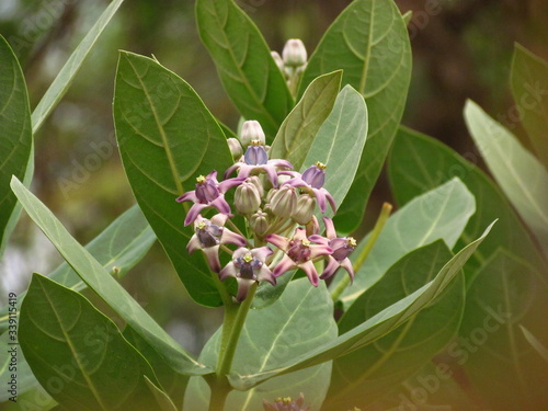 Calotropis gigantia also known as Aak crown flower is a Ayurvedic medicinal plant. photo