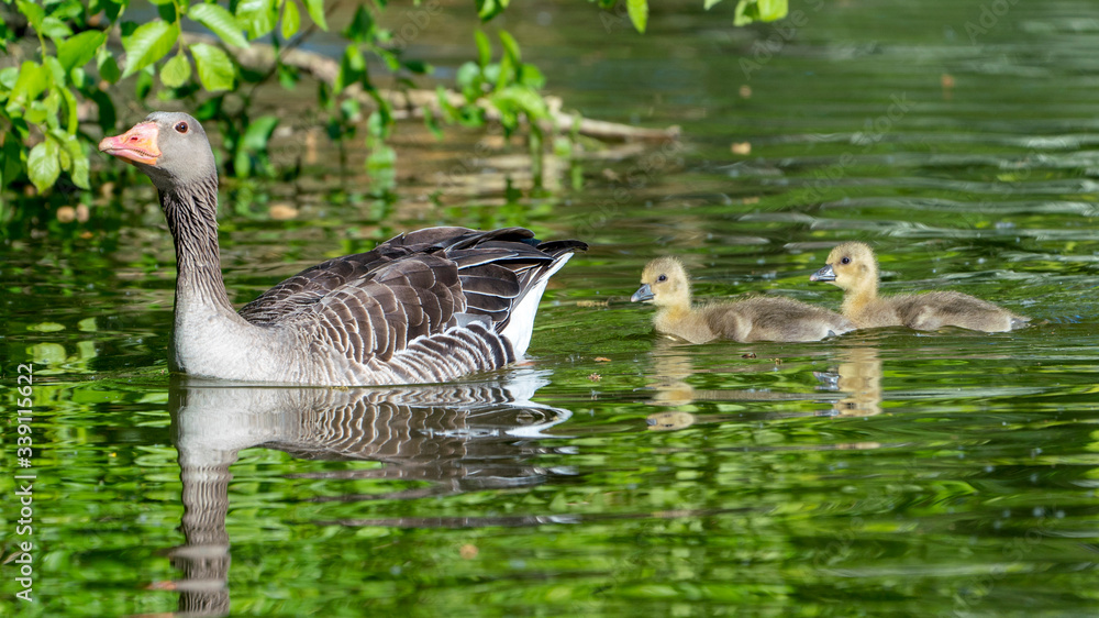Fototapeta premium swimming goose family with babies on a lake