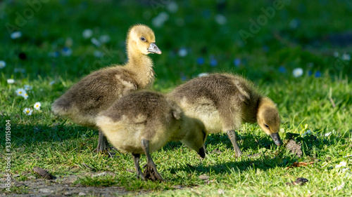 three baby geese on the grass