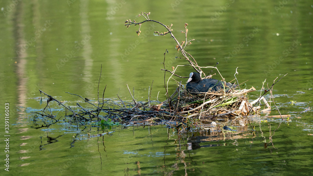 breeding bird on a nest floating on water breeding bird on a nest floating on water