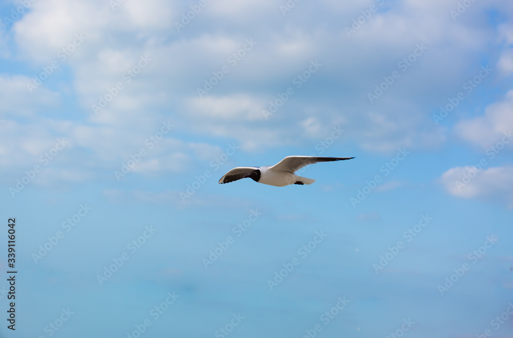 Fototapeta premium Seagull in flight against a blue sky, ascending with wings spread