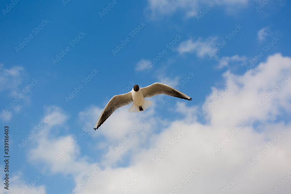 Fototapeta premium Seagull in flight against a blue sky, ascending with wings spread