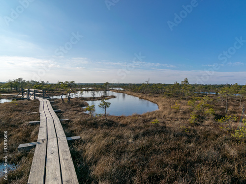 Wooden pathway through swamp wetlands with small pine trees  marsh plants and ponds