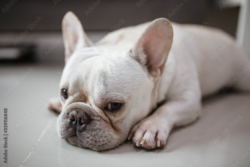 Little frenchie smile and look at camera Little frenchie smile and look at camera