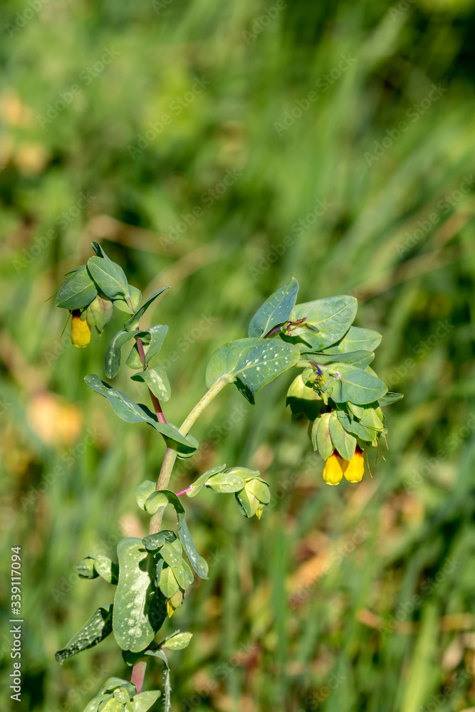 Plant (Cerinthe major) grows in a mountain meadow close-up