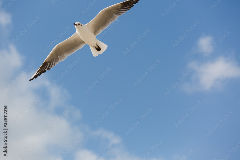 Fototapeta premium Seagull in flight against a blue sky, ascending with wings spread