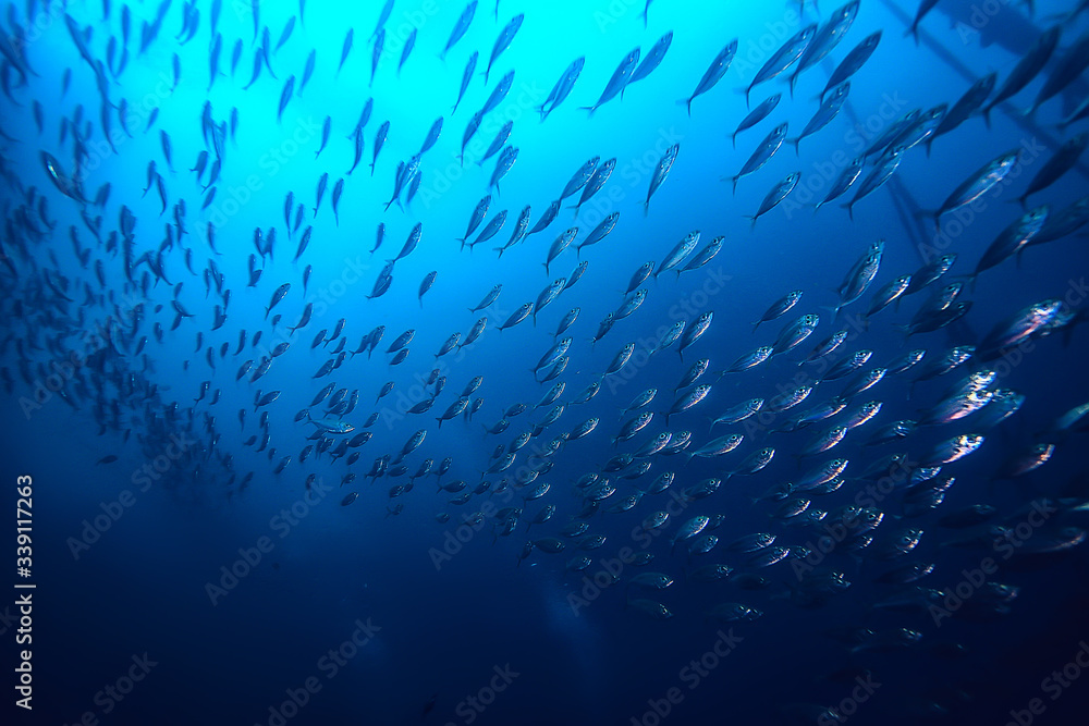 lot of small fish in the sea under water / fish colony, fishing, ocean wildlife scene lot of small fish in the sea under water / fish colony, fishing, ocean wildlife scene