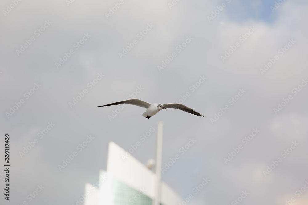 Seagulls in flight against the background of the sights of the old city, Charles Bridge and view to Vltava River, Prague Castle, Prague, Czech Republic. Seagulls in flight against the background of the sights of the old city, Charles Bridge and view to Vltava River, Prague Castle, Prague, Czech Republic.