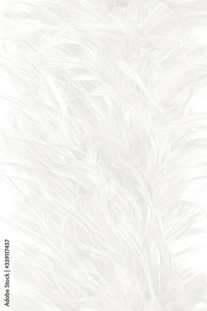 Beautiful white feather wooly pattern texture background Beautiful white feather wooly pattern texture background