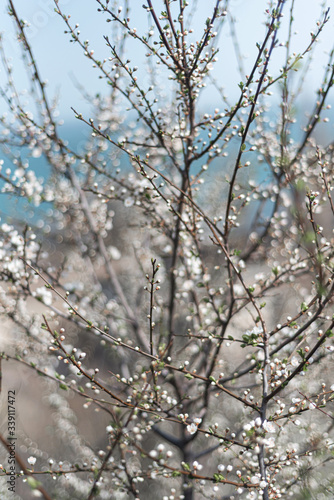 Beautiful blooming cherry tree during spring sunny day © Alina