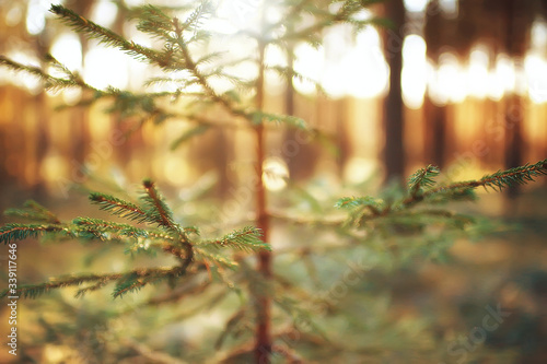 landscape autumn rays of the sun / beautiful landscape nature of Indian summer, yellow forest and sun