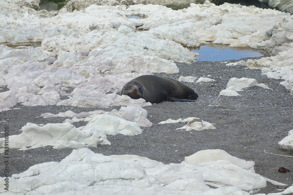 Fototapeta premium Seal