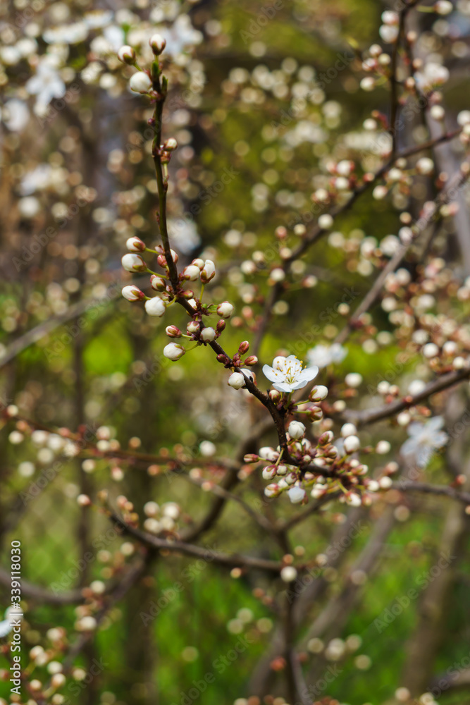 White flowers of cherry plum and flower buds on a branch in a spring garden. White flowers of cherry plum and flower buds on a branch in a spring garden.