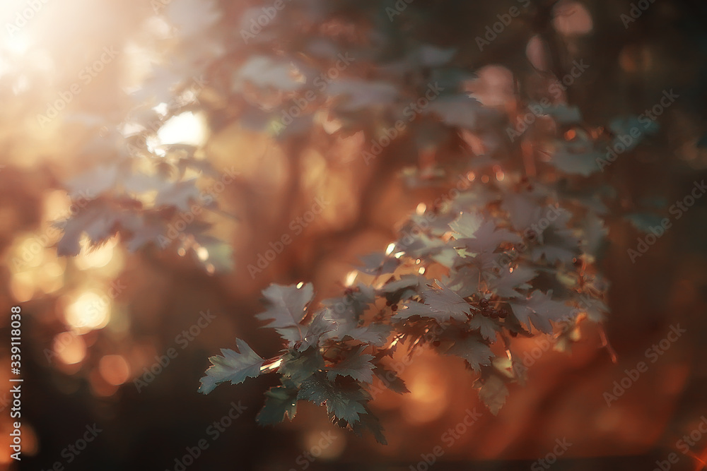 look up branches of autumn trees / abstract background, autumn landscape, yellow leaves on trees in the sky look up branches of autumn trees / abstract background, autumn landscape, yellow leaves on trees in the sky