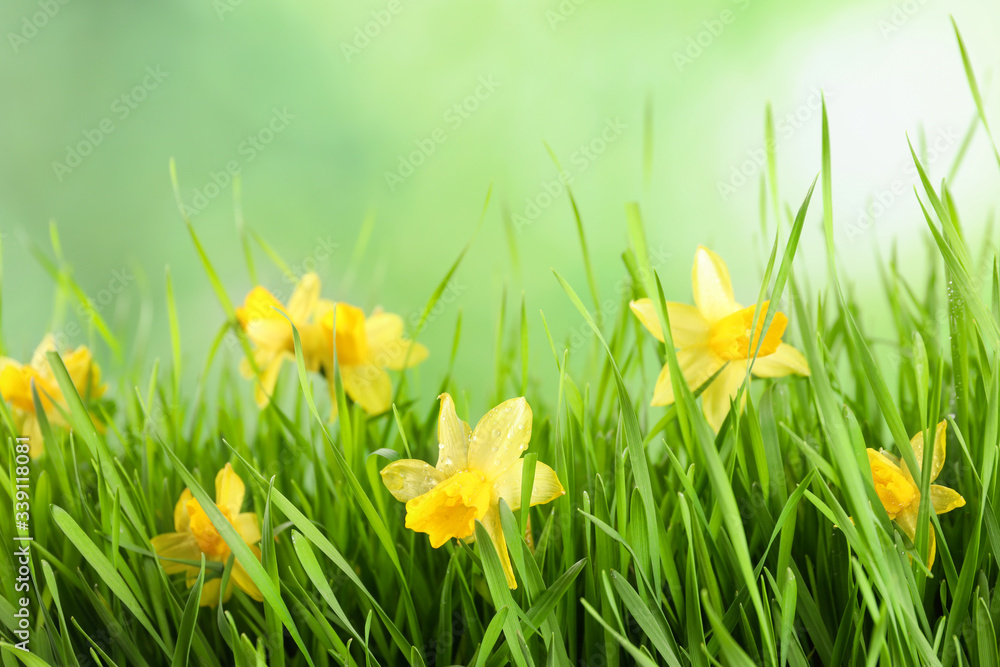 Bright spring grass and daffodils with dew against blurred background Bright spring grass and daffodils with dew against blurred background