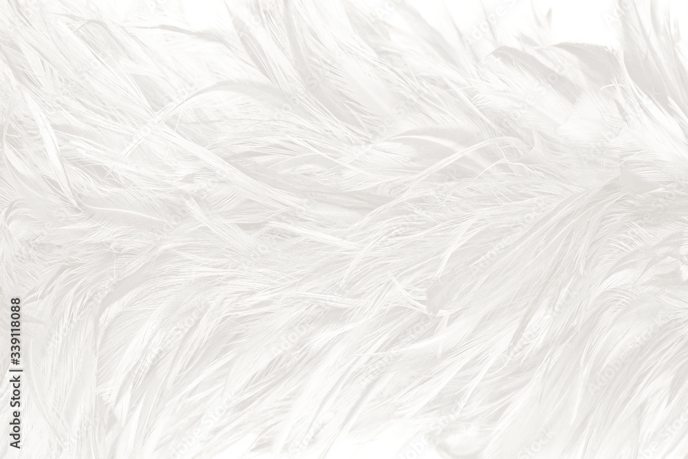 Beautiful white feather pattern texture background Beautiful white feather pattern texture background