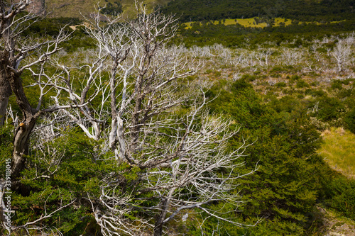 Forest and bushes near foot of Andes