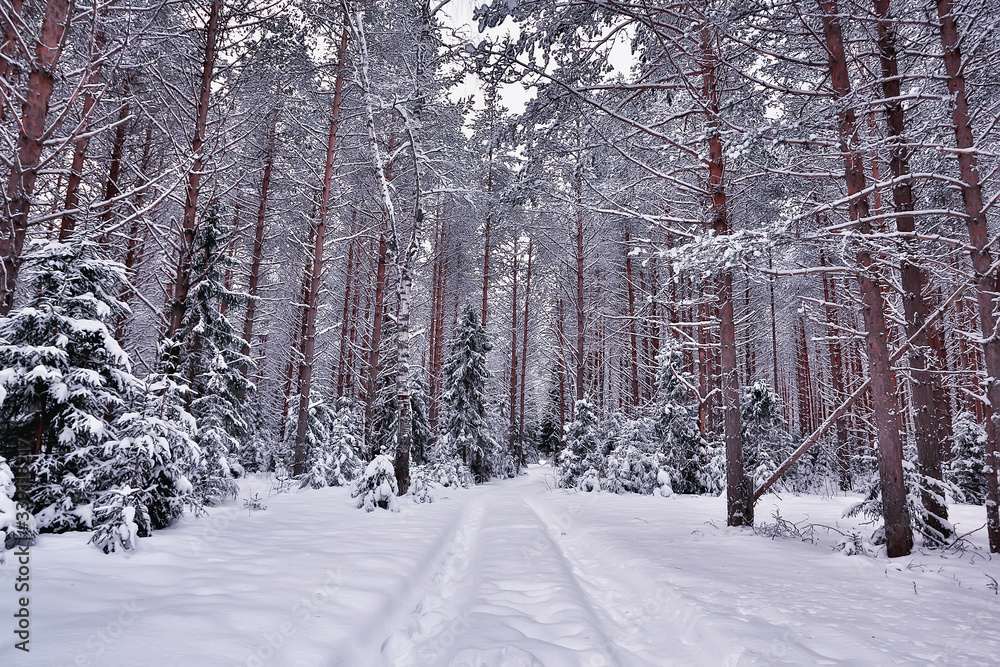 travel to canada winter forest landscape, seasonal view, panorama in the forest covered with snow travel to canada winter forest landscape, seasonal view, panorama in the forest covered with snow