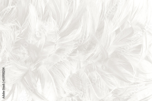 Beautiful white feather wooly pattern texture background