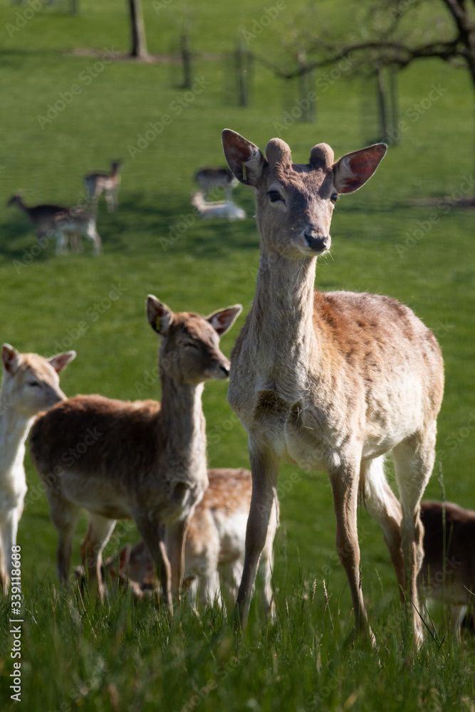 Interested deer walks towards one - Interessiertes Reh lauft auf einem zu