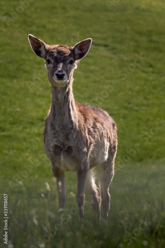 Young deer looking directly into the camera - Junges Reh blickt in die Kamera