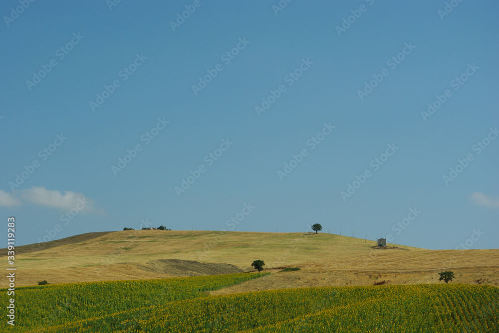 Agricultural landscape with crops of wheat and sunflowers