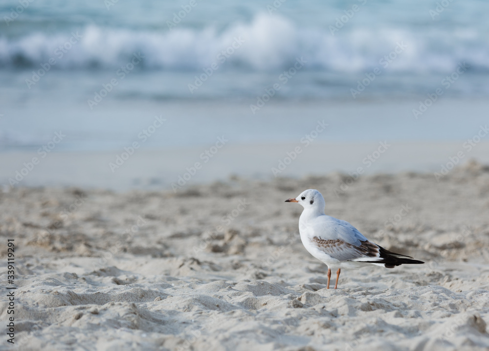 Seagulls on the beach in Hermosa watching the waves break on the shore waiting for food Seagulls on the beach in Hermosa watching the waves break on the shore waiting for food