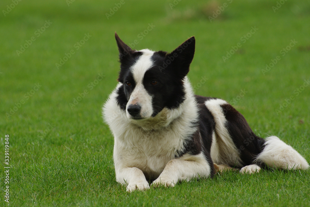 A black and white sheepdog at rest