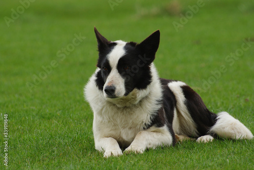 A black and white sheepdog at rest