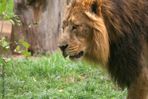Fototapeta Naklejka Na Ścianę i Meble -  portrait of a male lion close up